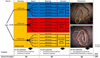 Bacterial biota composition in gut regions of black soldier fly larvae reared on industrial residual streams: revealing community dynamics along its intestinal tract